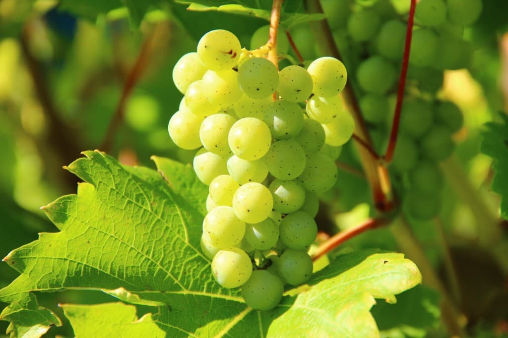 Grappe de raisin en maturation au vignoble de Cilaos, lumière naturelle